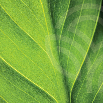  Liquid Chlorophyll (Liquid Chlorophyll) NSP oral solution NSP, model 1580 | Image № 1