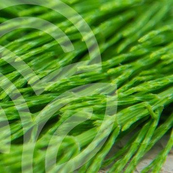  Horsetail and Rosemary Complex 100 capsules NSP, model 935 | Image № 1